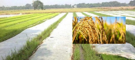 Characteristics of agricultural non-woven dry straws