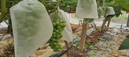 Grape bagging operation and subsequent maintenance precautions