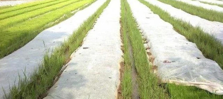 Agricultural non-woven dry straw properties