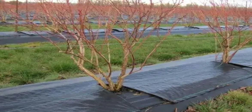 Benefits of weed repellent fabric for fruit trees in winter