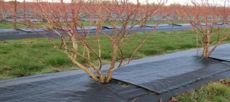 Benefits of weed repellent fabric for fruit trees in winter