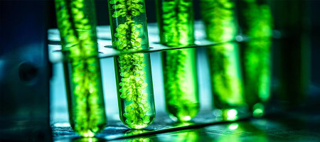 Viability of Renewable Sources in Polymers